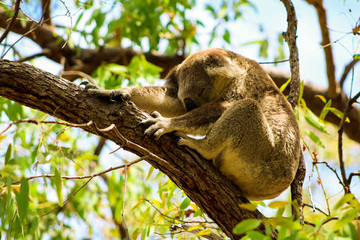 Sleeping Australian koala high up in a tree during spring time as spotted during a hike on Magnetic Island (Townsville, Queensland, Australia)