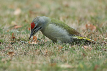 Le rare pic cendré.