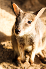 Naklejka premium Close-up of wild Australian wallaby spotted during sunset on Magnetic Island (Townsville, Queensland, Australia)