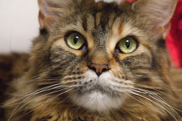 Naklejka na ściany i meble multi-colored cat looks carefully at the camera. big cats-Maine Coon