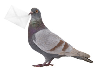gray dove with envelope isolated