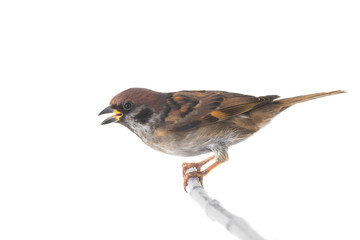 screaming sparrow isolated