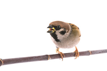 screaming sparrow isolated