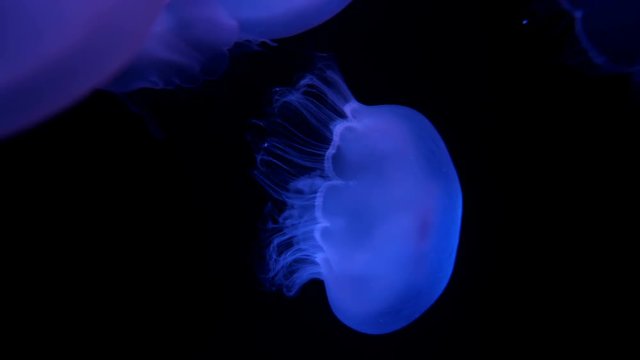 Moon Jellyfish Swimming in Black Background