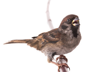 screaming sparrow isolated