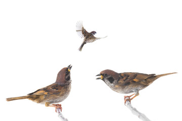screaming sparrow isolated