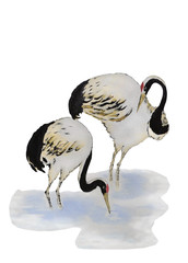 A pair of beautiful cranes standing in the water of a river. Illustration executed in traditional chinese style, isolated on white background.