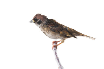  sparrow isolated