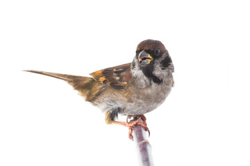  sparrow isolated