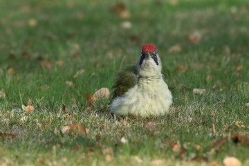 Le magnifique pic vert.