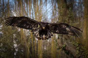 Aigle