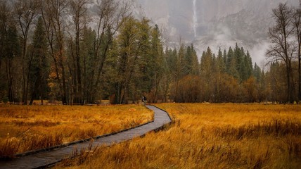 autumn in the forest
