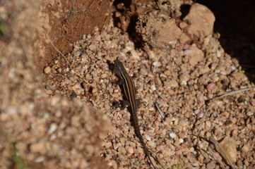 Lagartija chilena de región del Maule
