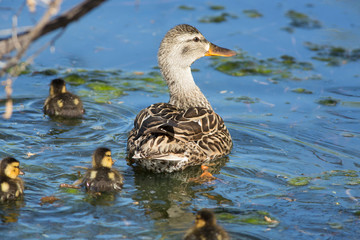 Female duck and ducklings on a pond