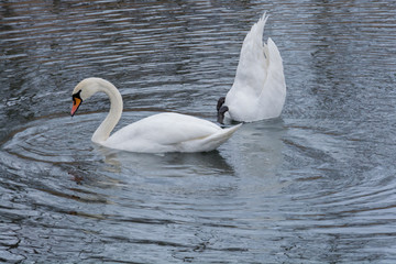 Fototapeta premium Łabędzie czarno-dziobe 1