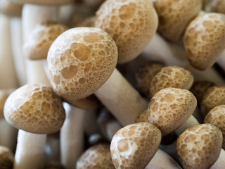 Nahaufnahme von braunen Buchenpilzne (Shimeji) 