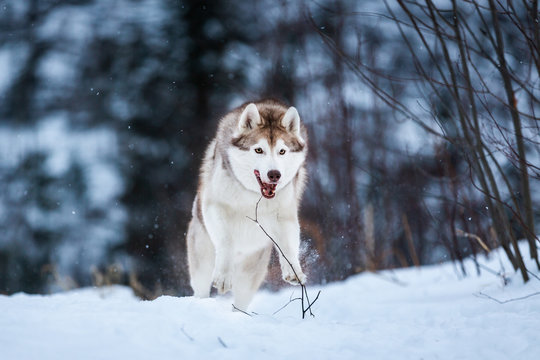 Crazy and happy beige and white dog breed siberian husky running on the snow path in the forest