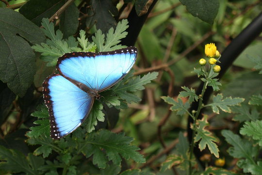 Blue Morpho Butterfly In Costa Rica