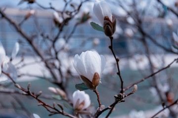 white magnolia flower
