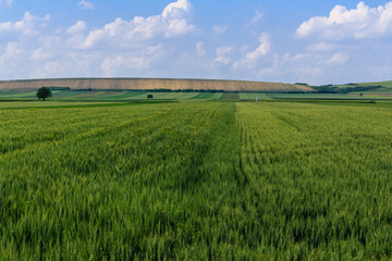 Lush green wheat field and country side scenery on a bright, sunny spring day, Vojvodina, Serbia. Countryside landscape. Natural background.