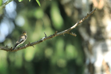 le gobe mouche noir.