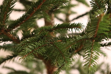 branch of a christmas tree
