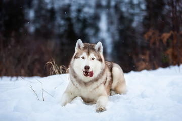 Portrait of cute Siberian Husky dog lying is on the snow in winter forest at sunset on blue mountain background.