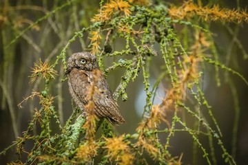 Small brown European scops owl, Otus scops, with yellow eyes perching on larch tree with orange and green branches in a forest, blurry background, falconry bird