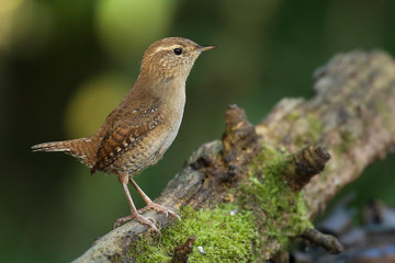 Le troglodyte mignon