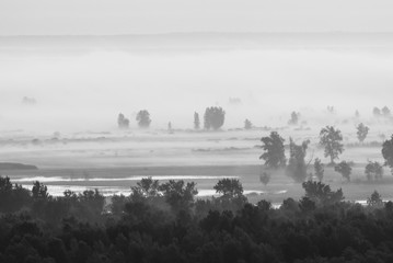 Mystic view on forest under haze at early morning in grayscale. Mist among tree silhouettes near water under predawn sky. Monochrome calm morning atmospheric minimalistic landscape of majestic nature.