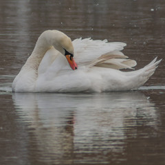 łabędzie zimą © Mariusz Sowula