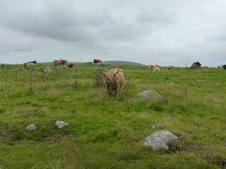 Obraz premium Highland (Scottish cow)