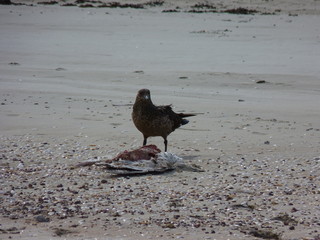 Bird eating another bird