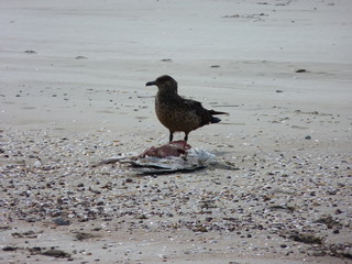 Bird eating another bird