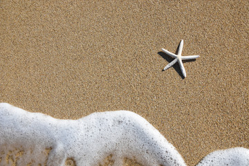 Starfish on sandy beach. Travel and summer holidays concept,  free space for text 