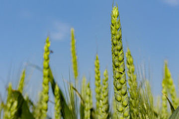 Green wheat close up. Wheat field detail. Crops growing against the blue sky and white clouds. Agricultural field. Wheat background.
