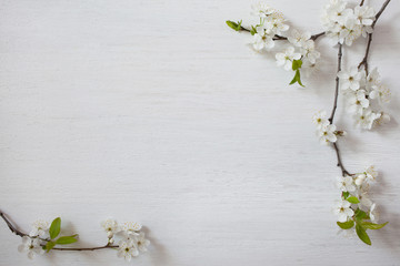 Background with flowering spring branches of plums, cherries