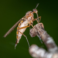 Bug/Fly