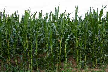 Landwirtschaftliches Maisfeld