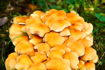 Giftiges Pilzgeflecht in der Natur