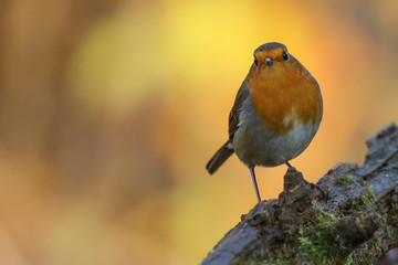 Rouge gorge