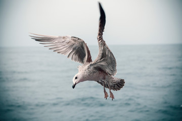 sea guls flying