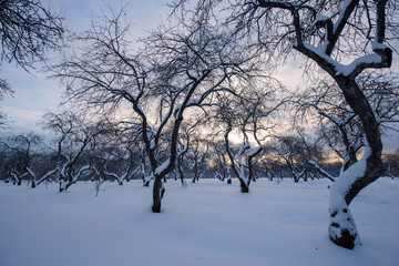 Winter landscape