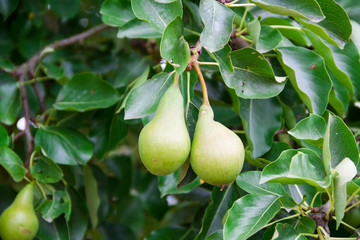 Frische Birnen an einem Birnenbaum