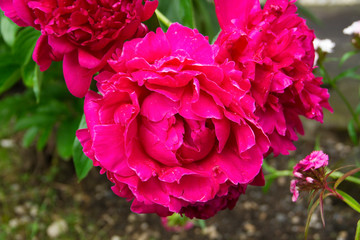 Blume in der Naturlandschaft