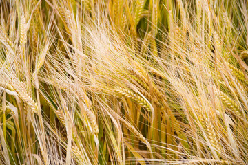 Landwirtschaftliches Getreidefeld