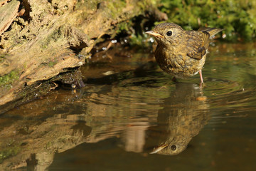 Rouge gorge juvénile.