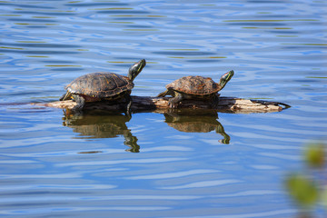 Two red-eared slider turtles bask on a log in a pond in Arizona