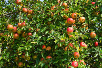 Äpfel an einem Apfelbaum 