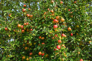Äpfel an einem Apfelbaum 